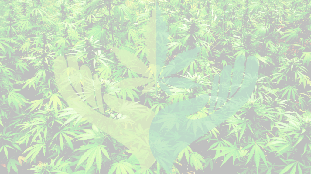 Buy Weed Online At Herb Approach The Best Online Dispensary Canada