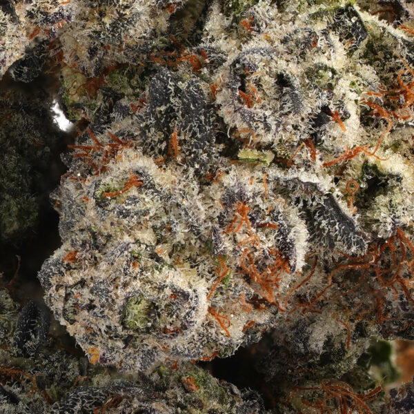 Hippy Crasher 3