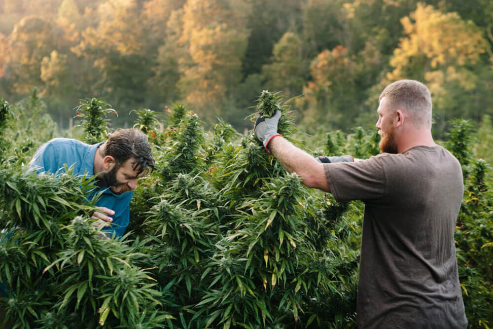 Hamilton Cannabis Growers
