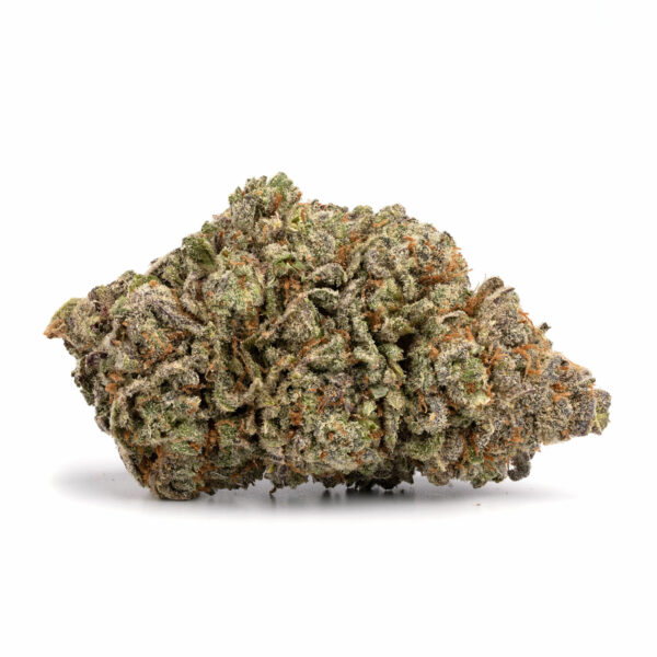 blue lobster strain