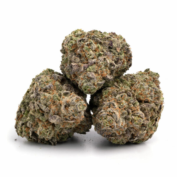 blue lobster strain