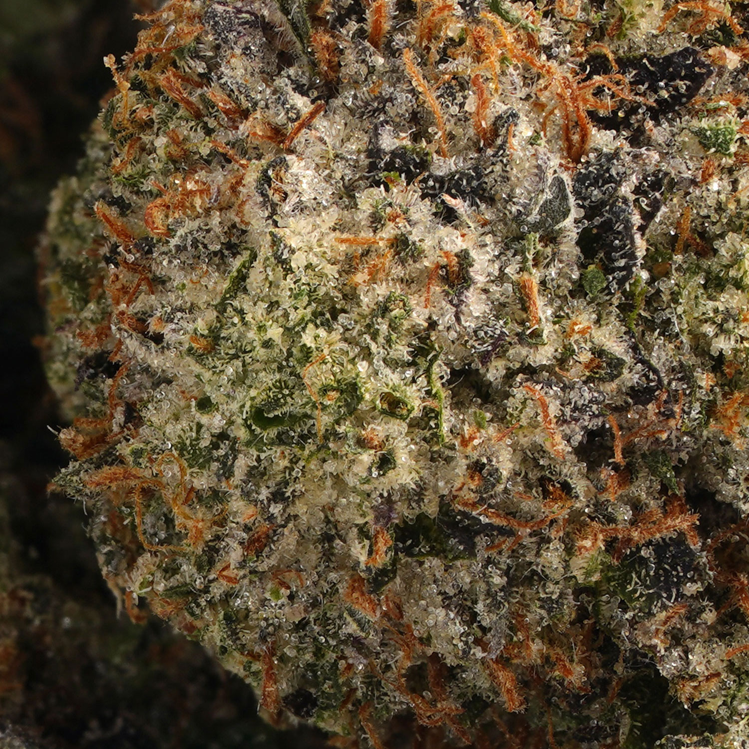 Miracle Mintz | Herb Approach