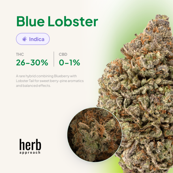 Blue Lobster
