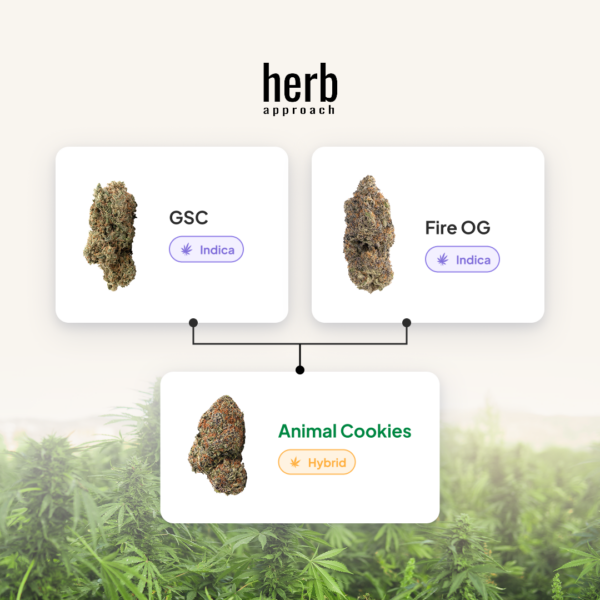 Animal Cookies