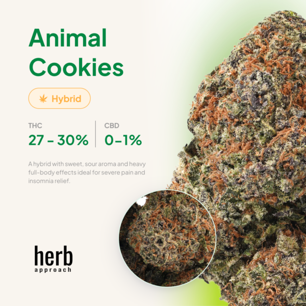Animal Cookies