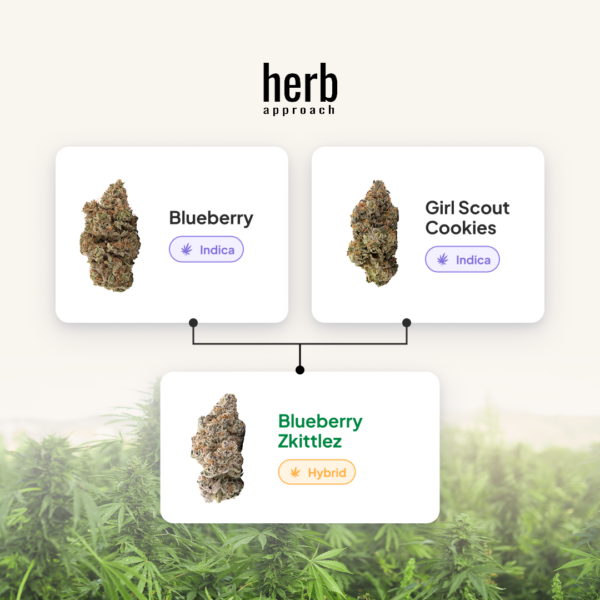 Blueberry Zkittlez