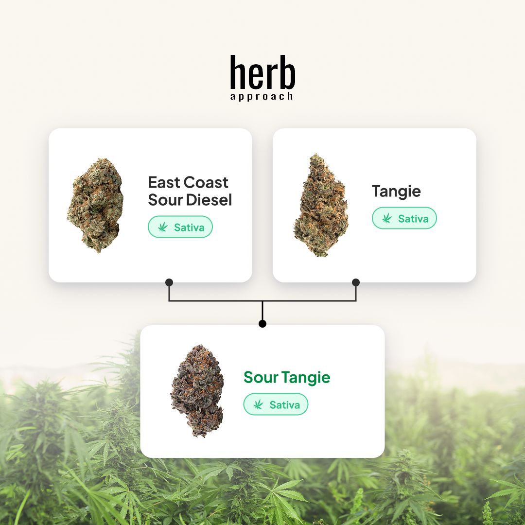 WEEDページ　Tangie 300ml Sour Tangie | Buy Weed Online At Herb Approach | Canada Dispensary