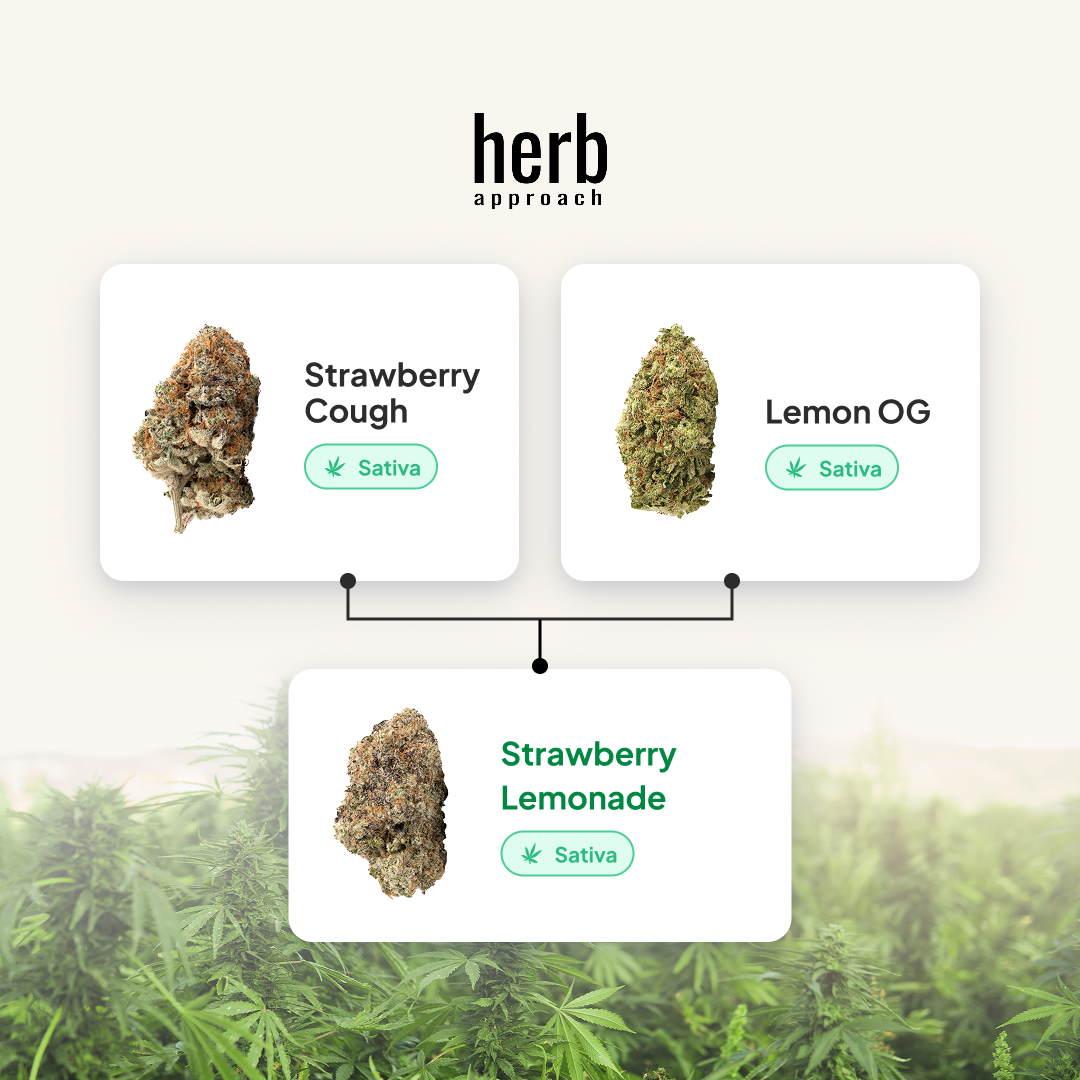 strawberry-lemonade-genetics-lineage-tree Strawberry Lemonade